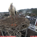 11_00-nest.jpg