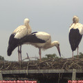 11_05-mast.jpg