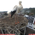 11_05-nest.jpg