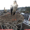 11_10-nest.jpg