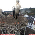11_15-nest.jpg