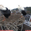11_20-nest.jpg