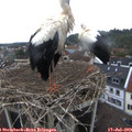 11_25-nest.jpg