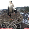 11_30-nest.jpg