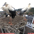 11_35-nest.jpg