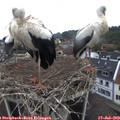 11_40-nest.jpg