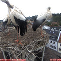 11_45-nest.jpg