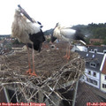 11_50-nest.jpg