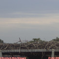 11_55-mast.jpg