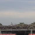 12_00-mast.jpg