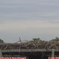 12_05-mast.jpg