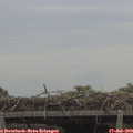12_10-mast.jpg