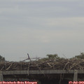 12_15-mast.jpg