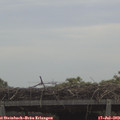 12_20-mast.jpg