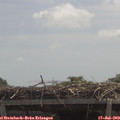 12_40-mast.jpg