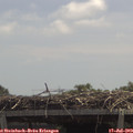 12_50-mast.jpg
