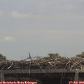 12_55-mast.jpg
