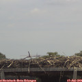 13_00-mast.jpg