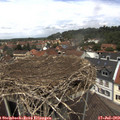 13_05-nest.jpg