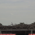13_10-mast.jpg