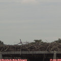 13_15-mast.jpg