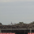 13_20-mast.jpg