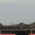 13_25-mast.jpg
