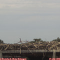 13_35-mast.jpg