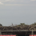 13_40-mast.jpg