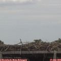 13_45-mast.jpg
