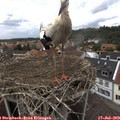 13_50-nest.jpg