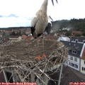 13_55-nest.jpg