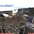 14_00-nest.jpg