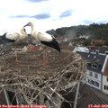 14_10-nest.jpg