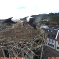 14_15-nest.jpg