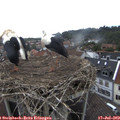 14_20-nest.jpg