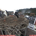 14_25-nest.jpg