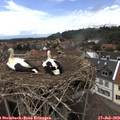 14_45-nest.jpg