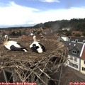 14_50-nest.jpg