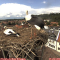15_00-nest.jpg
