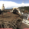 15_05-nest.jpg