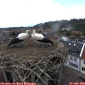 15_15-nest.jpg