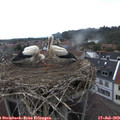15_20-nest.jpg