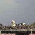 15_25-mast.jpg