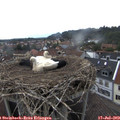 15_25-nest.jpg