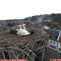 15_30-nest.jpg