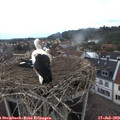 15_35-nest.jpg