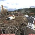 15_40-nest.jpg