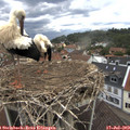 15_45-nest.jpg