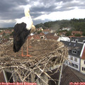 15_50-nest.jpg
